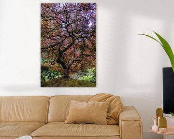 Japanese Maple Tree, Mike Centioli by 1x