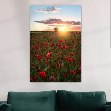 Mohnfelder in Schweden von Christian Lindsten