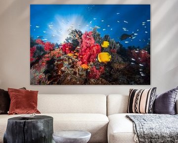 Reef life, Barathieu Gabriel by 1x