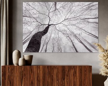 Une vue de la couronne des arbres, Tom Pavlasek sur 1x