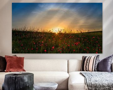 Red poppies and sunrise, Hua Zhu by 1x