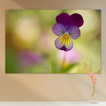 Des pensées colorées et joyeuses