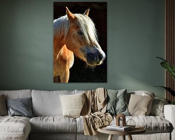 Pony