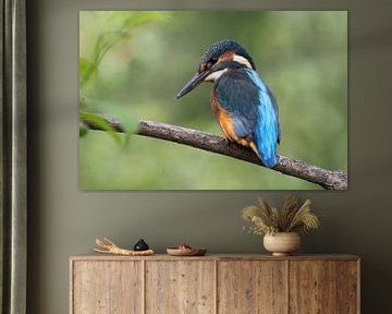 IJsvogel (Alcedo atthis) van Dirk Rüter