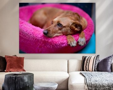 Spanish dog in pink basket by Ivonne Wierink