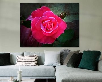 Pink Rose (Roze Roos) van Caroline Lichthart