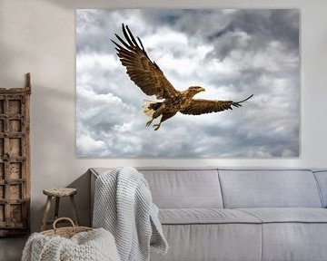 Opvliegende zeearend