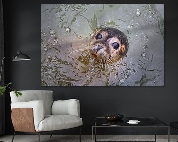 Nieuwsgierige zeehond