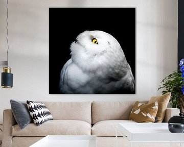 Winter White Snowy Owl by Patrik Lovrin