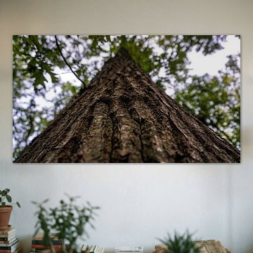 Un bel arbre dans la nature