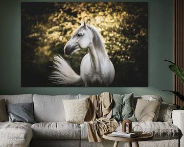 Witte Spaanse hengst