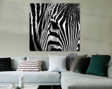 Zebra close-up in black and white