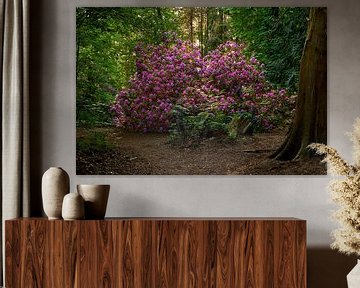 Rhododendron under the trees by Jenco van Zalk