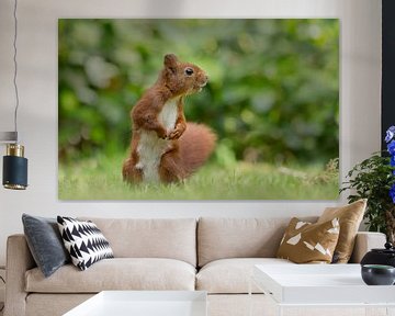 Red Squirrel by Menno Schaefer
