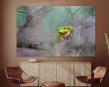 Grenouille arboricole sur Menno Schaefer