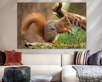 Squirrel, Red Squirrel. Sciurus vulgaris by Gert Hilbink