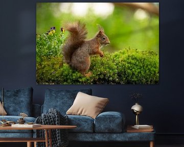 Squirrel, Red Squirrel. Sciurus vulgaris by Gert Hilbink