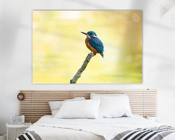 IJsvogel, Alcedo Atthis van Gert Hilbink