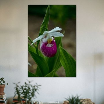 Weiblicher Schuh Venusschuh Cypripedium calceolus