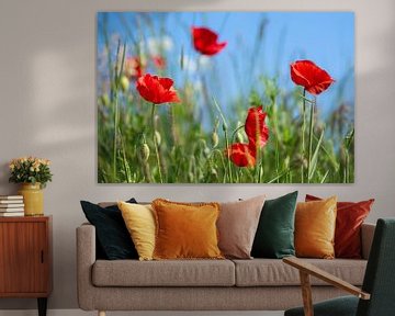 poppies by Hanneke Luit