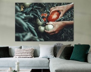 Des mains qui cueillent des tomates mûres sur Besa Art