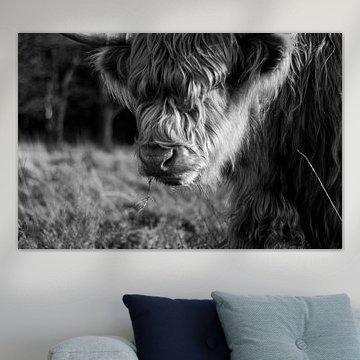 Scottish Highlander in black and white