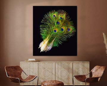 Peacock feathers blend 2 by Feathers in Black
