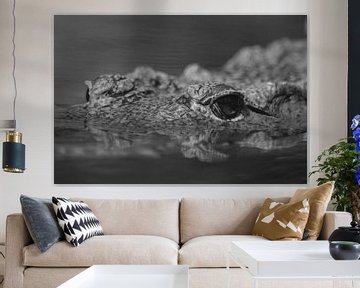 Im Auge des Krokodils (Schwarz-Weiß)