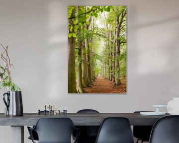 Beukenlaan langs bospad, voorjaar van Frans Lemmens