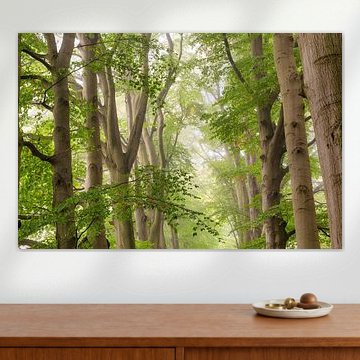 Beukenlaan langs bospad, voorjaar