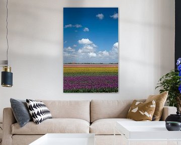 Tulpen landschap