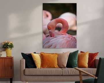 Close up van Flamingo