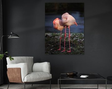 Souplesse van een Flamingo
