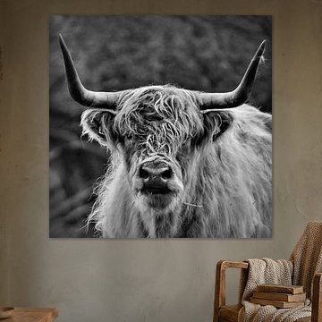 Scottish Highlander in black and white