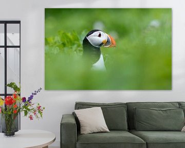 puffin by Menno Schaefer