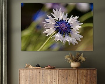 Weiß mit blauer Kornblume von Jolanda de Jong-Jansen