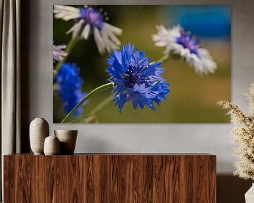 The powerful blue of the cornflower by Jolanda de Jong-Jansen