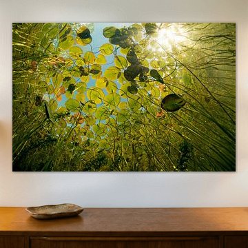 Sous l'eau dans un fossé sur Matthijs de Vos