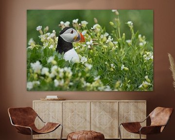 Puffin by Menno Schaefer