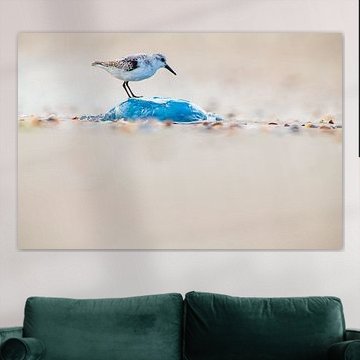 Coureur de plage sur méduses