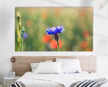 Cornflower between poppies by Jacky Keeris