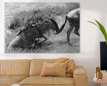 Op safari in Afrika: Wildebeesten steken de Mara Rivier tussen Kenia en Tanzania over van RKoolspics