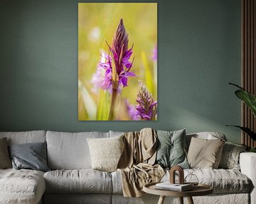 Orchidée large sur Diane van Veen