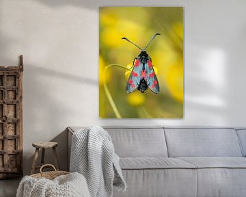 Burnet moth by Diane van Veen