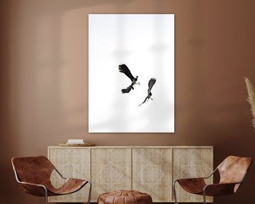 Lapwing lapwings (B/W)