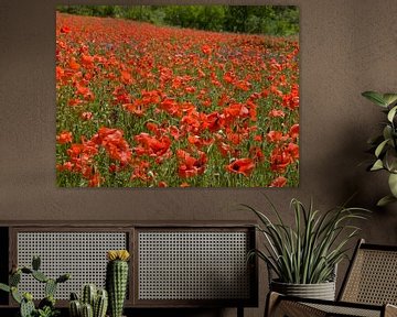 poppies by M  van den Hoven