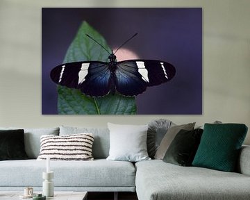 A Passion butterfly sitting on a leaf