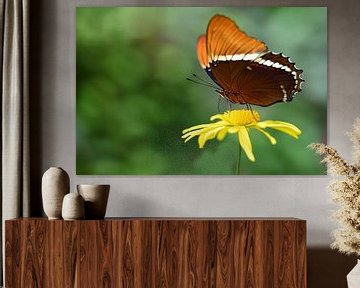 Een bruine vlinder zit op een gele bloesem van Ulrike Leone