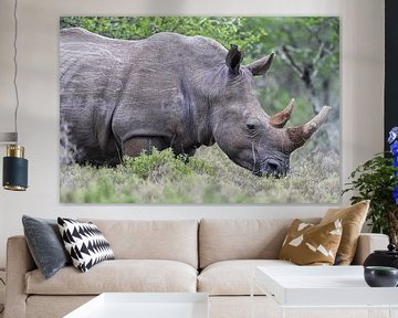 White rhino (Ceratotherium simum) by Dirk Rüter
