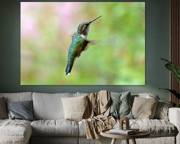 Kolibri van Wim Frank
